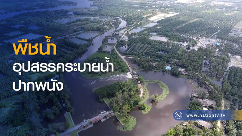 พืชน้ำ อุปสรรคระบายน้ำปากพนัง พืชน้ำ อุปสรรคระบายน้ำปากพนัง