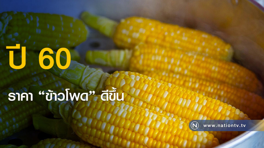 "พาณิชย์" เผยข้าวโพดราคาดีกว่าปีที่แล้ว "พาณิชย์" เผยข้าวโพดราคาดีกว่าปีที่แล้ว