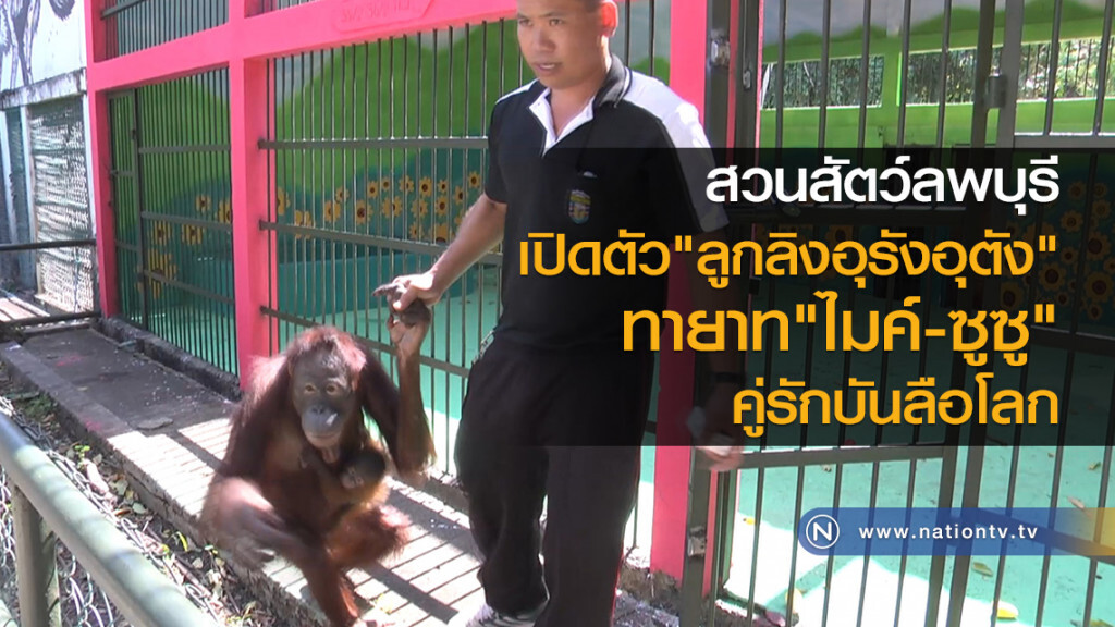 สวนสัตว์ลพบุรี
เปิดตัว"ลูกลิงอุรังอุตัง"
ทายาท"ไมค์-ซูซู"
คู่รักบันลือโลก