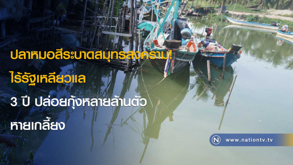 ปลาหมอสีระบาดสมุทรสงคราม! ไร้รัฐเหลียวแล 3 ปี ปล่อยกุ้งหลายล้านตัว หายเกลี้ยง