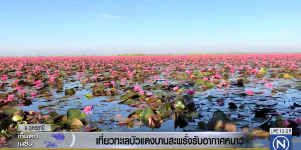 เที่ยวชมทะเลบัวแดง ออกดอกมากกว่าปีที่ผ่านมา เที่ยวชมทะเลบัวแดง ออกดอกมากกว่าปีที่ผ่านมา