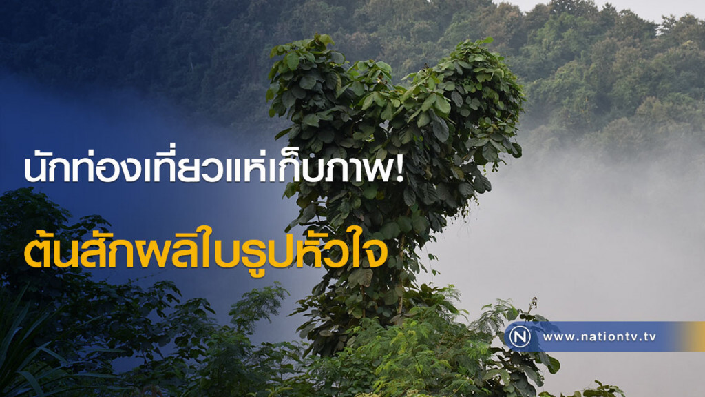 นักท่องเที่ยวแห่เก็บภาพ! ต้นสักผลิใบรูปหัวใจ นักท่องเที่ยวแห่เก็บภาพ! ต้นสักผลิใบรูปหัวใจ