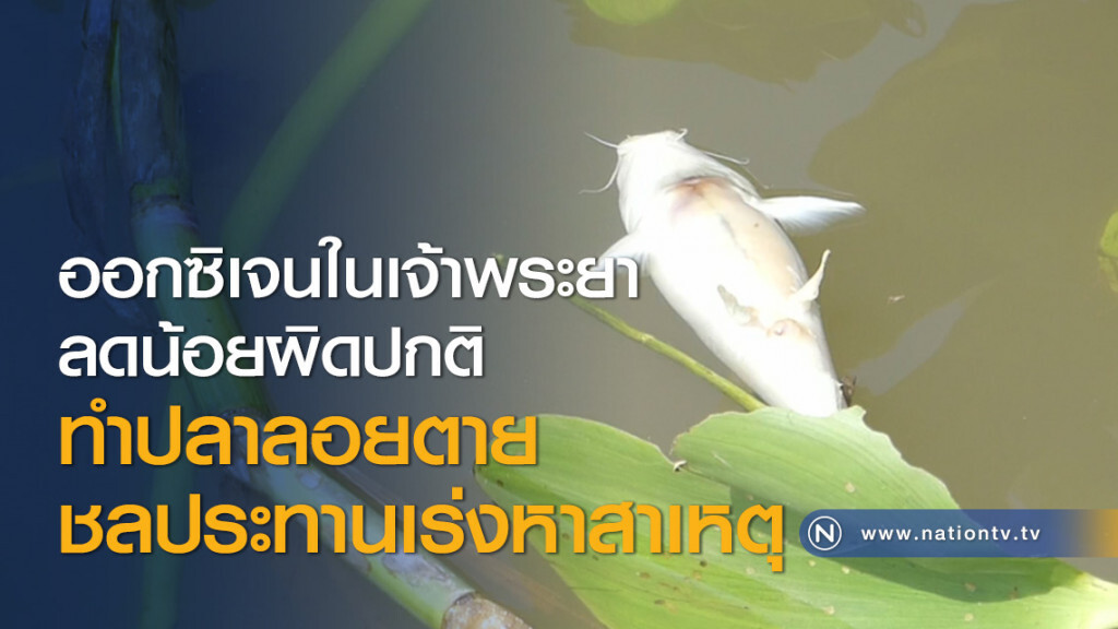 ออกซิเจนในเจ้าพระยาลดน้อยผิดปกติทำปลาลอยตาย ชลประทานเร่งหาสาเหตุ