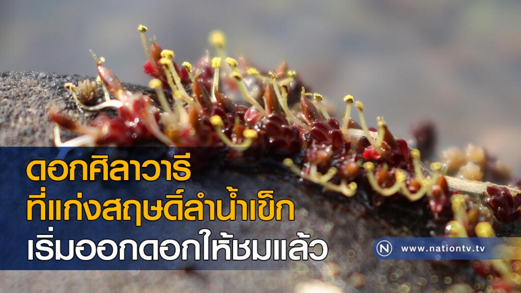 ดอกศิลาวารีที่แก่งสฤษดิ์ลำน้ำเข็ก เริ่มออกดอกให้ชมแล้ว