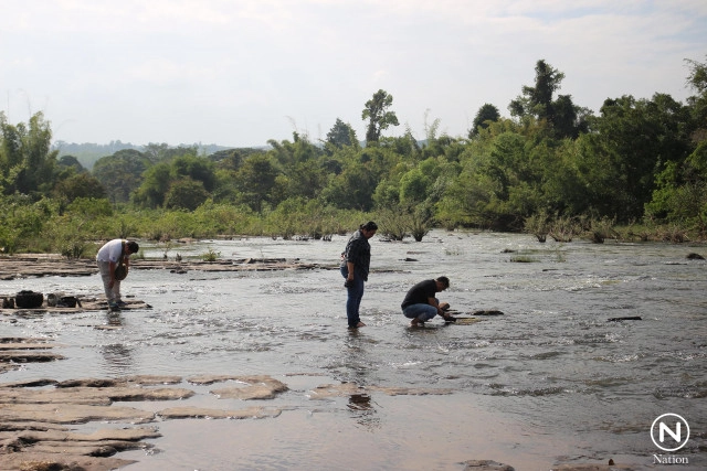 ดอกศิลาวารีที่แก่งสฤษดิ์ลำน้ำเข็ก เริ่มออกดอกให้ชมแล้ว