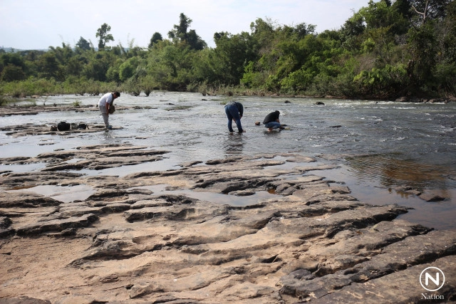 ดอกศิลาวารีที่แก่งสฤษดิ์ลำน้ำเข็ก เริ่มออกดอกให้ชมแล้ว