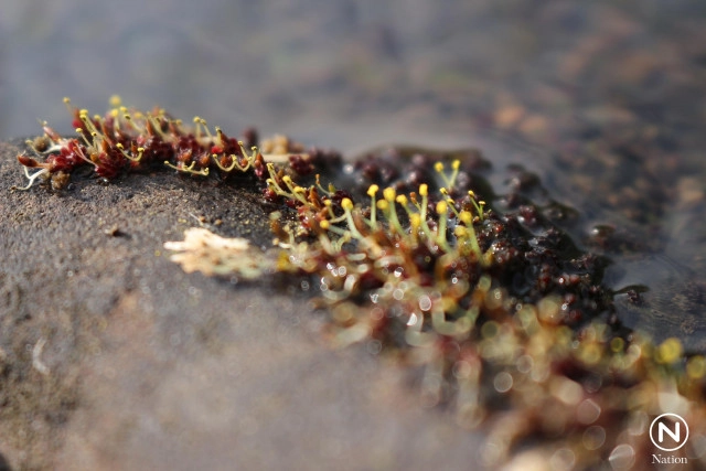 ดอกศิลาวารีที่แก่งสฤษดิ์ลำน้ำเข็ก เริ่มออกดอกให้ชมแล้ว