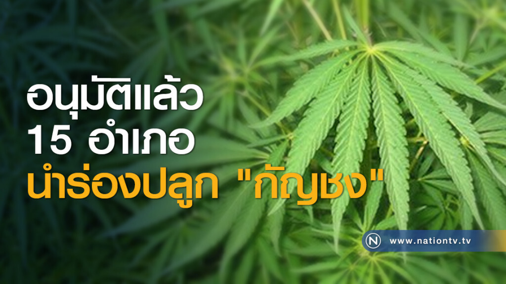อนุมัติแล้ว 15 อำเภอนำร่องปลูก "กัญชง"