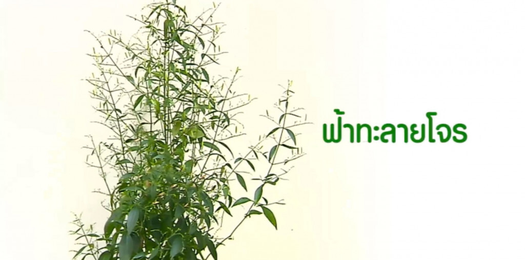 ฟ้าทะลายโจร สมุนไพรสรรพคุณมาก