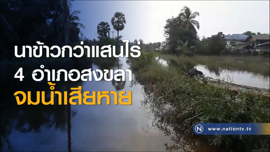 นาข้าวกว่าแสนไร่ 4 อำเภอสงขลาจมน้ำเสียหาย นาข้าวกว่าแสนไร่ 4 อำเภอสงขลาจมน้ำเสียหาย