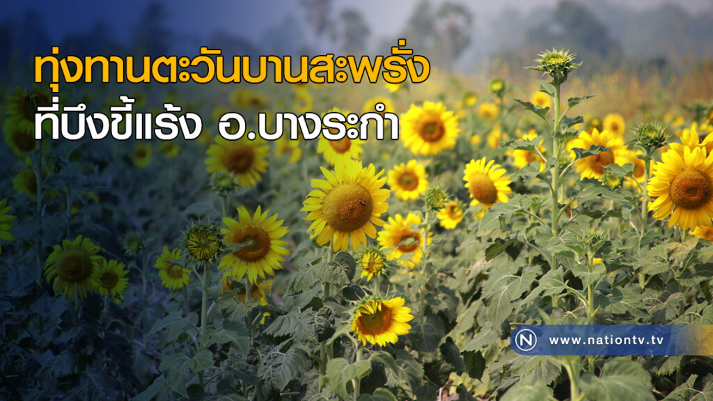 ทุ่งทานตะวันบานสะพรั่ง ที่บึงขี้แร้ง อ.บางระกำ ทุ่งทานตะวันบานสะพรั่ง ที่บึงขี้แร้ง อ.บางระกำ