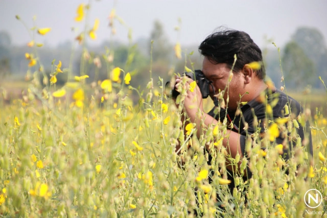 ทุ่งทานตะวันบานสะพรั่ง ที่บึงขี้แร้ง อ.บางระกำ