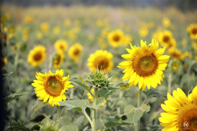 ทุ่งทานตะวันบานสะพรั่ง ที่บึงขี้แร้ง อ.บางระกำ