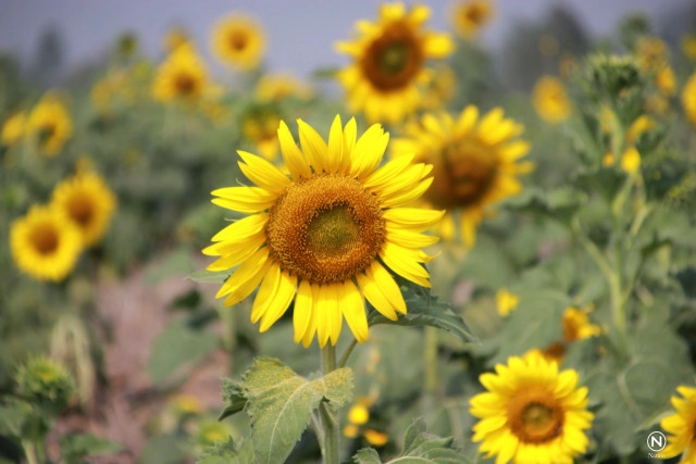 ทุ่งทานตะวันบานสะพรั่ง ที่บึงขี้แร้ง อ.บางระกำ