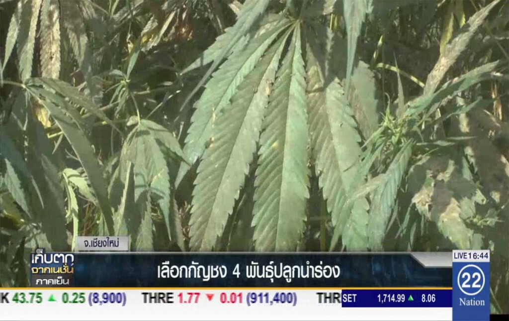 เลือกกัญชง 4 สายพันธุ์ปลูกนำร่อง