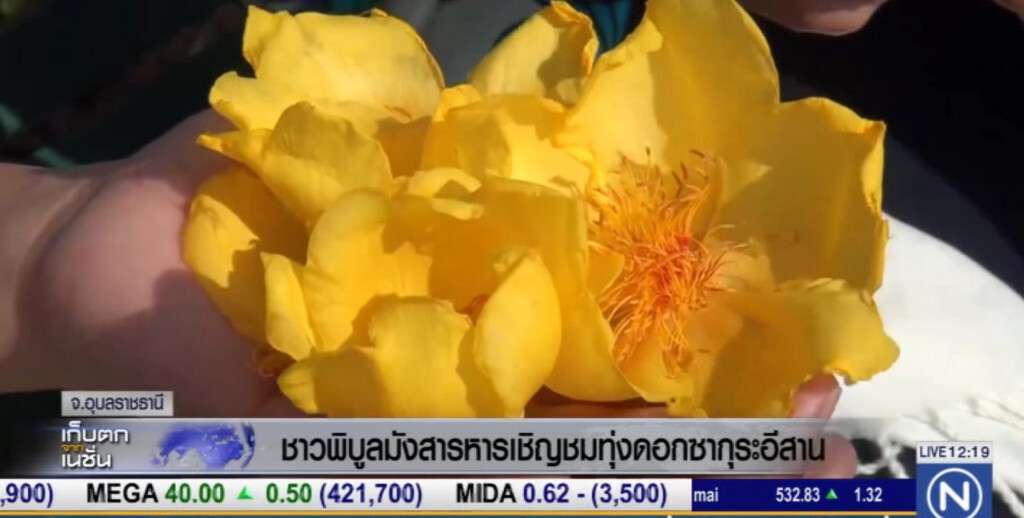 ชาวพิบูลมังสารหาร เชิญชมสุพรรณิการ์ หรือซากุระอีสาน ชาวพิบูลมังสารหาร เชิญชมสุพรรณิการ์ หรือซากุระอีสาน