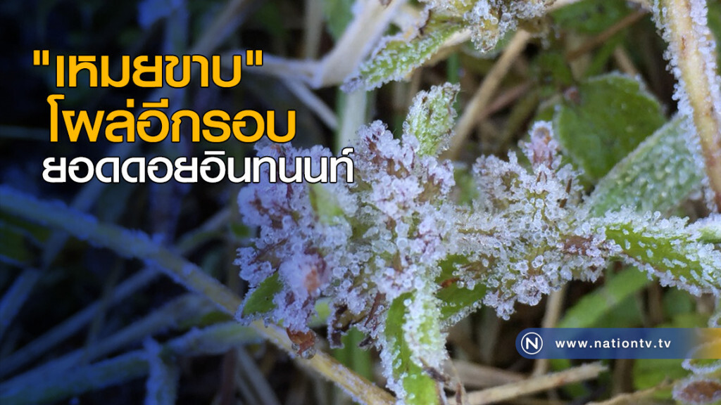 "เหมยขาบ" โผล่อีกรอบ ยอดดอยอินทนนท์
