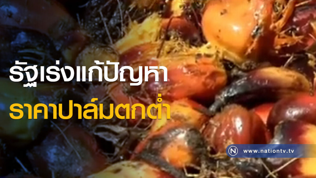 รัฐเร่งแก้ปัญหาราคาปาล์มตกต่ำ รัฐเร่งแก้ปัญหาราคาปาล์มตกต่ำ