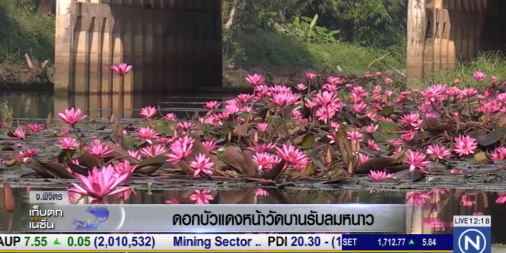 ดอกบัวแดง หน้าวัดโพธิ์ประทับช้าง บานรับลมหนาว ดอกบัวแดง หน้าวัดโพธิ์ประทับช้าง บานรับลมหนาว