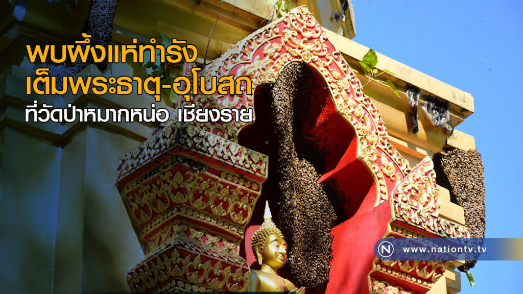 พบผึ้งแห่ทำรังเต็มพระธาตุ-อุโบสถ ที่วัดป่าหมากหน่อ เชียงราย