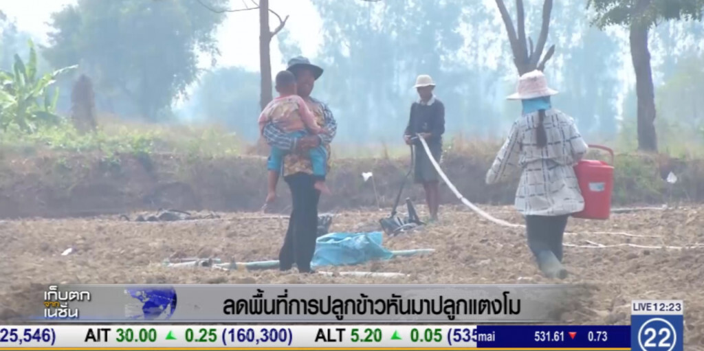 เปลี่ยนนาข้าว มาทำไร่แตงโม สร้างรายได้งาม 3 หมื่นต่อไร่ เปลี่ยนนาข้าว มาทำไร่แตงโม สร้างรายได้งาม 3 หมื่นต่อไร่