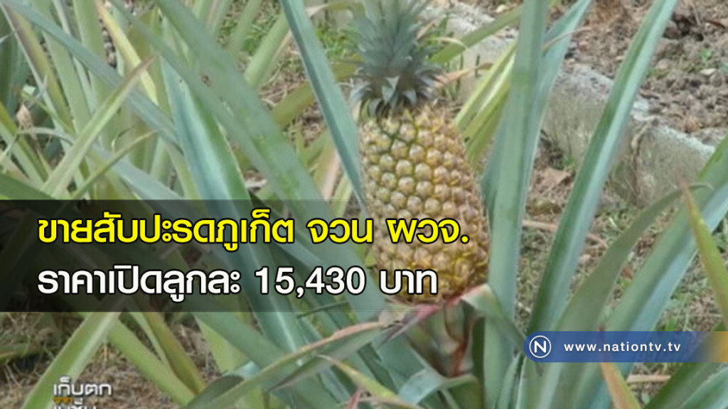 ขายสับปะรดภูเก็ตจวน ผวจ. ราคาเปิดลูกละ 15,430 บาท