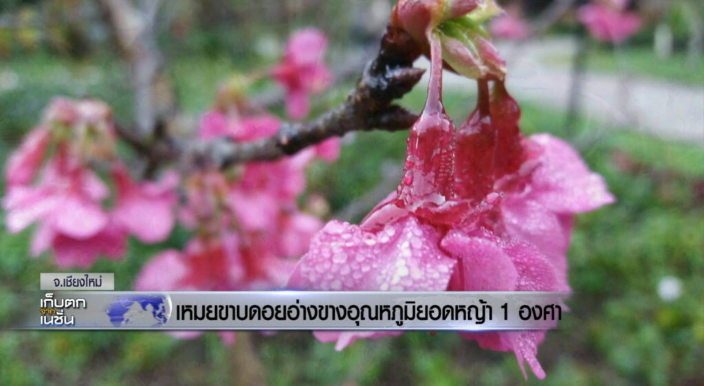 เหมยขาบบนอ่างขาง อุณหภูมิ 1 องศา