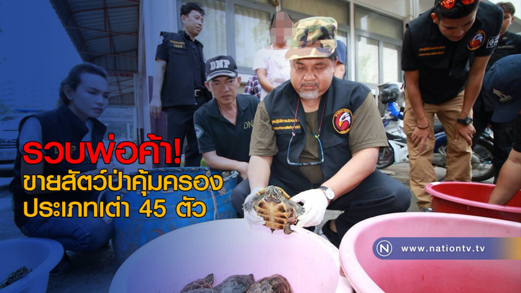 รวบพ่อค้า! ขายสัตว์ป่าคุ้มครองประเภทเต่า 45 ตัว รวบพ่อค้า! ขายสัตว์ป่าคุ้มครองประเภทเต่า 45 ตัว