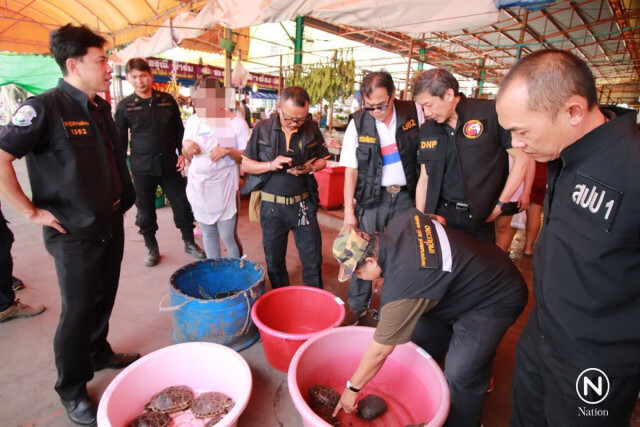 รวบพ่อค้า! ขายสัตว์ป่าคุ้มครองประเภทเต่า 45 ตัว