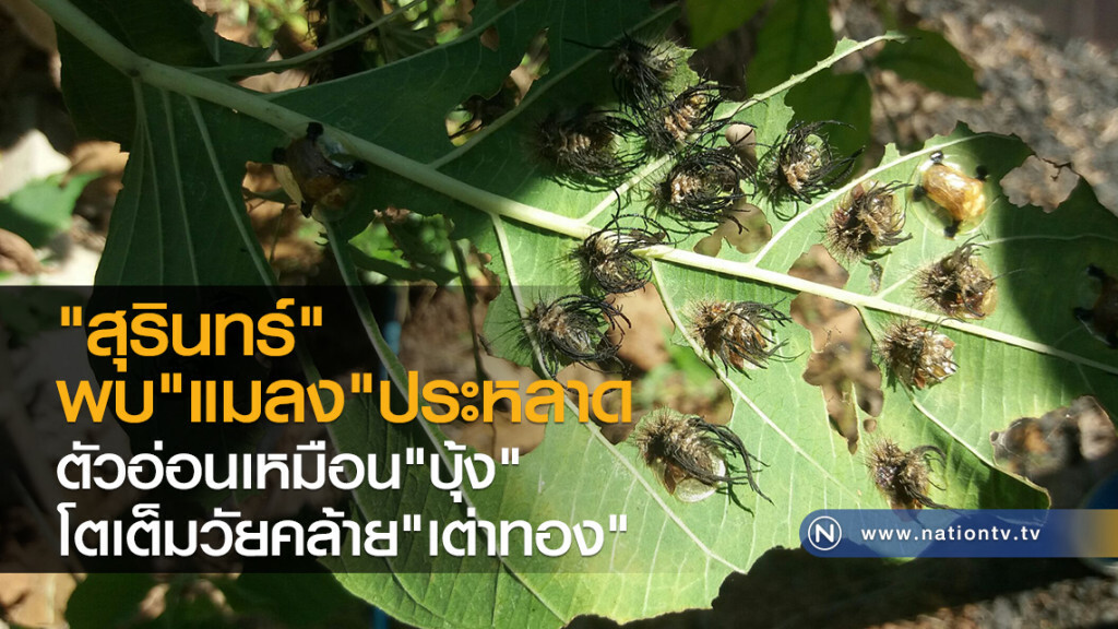 พบแมลงประหลาดปีกใส่เหลืองอร่ามคล้ายแมงเต่าทอง พบแมลงประหลาดปีกใส่เหลืองอร่ามคล้ายแมงเต่าทอง