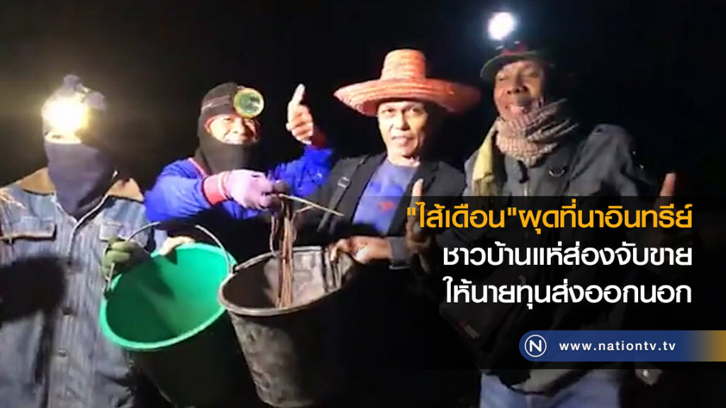 จับขายไส้เดือนนับล้านตัวผุดบนผืนนา จับขายไส้เดือนนับล้านตัวผุดบนผืนนา