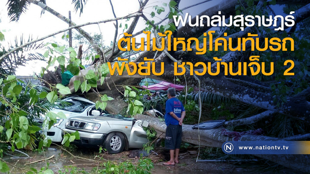 ฝนถล่มสุราษฎร์ ต้นไม้ใหญ่โค่นทับรถพังยับ ชาวบ้านเจ็บ 2 ฝนถล่มสุราษฎร์ ต้นไม้ใหญ่โค่นทับรถพังยับ ชาวบ้านเจ็บ 2