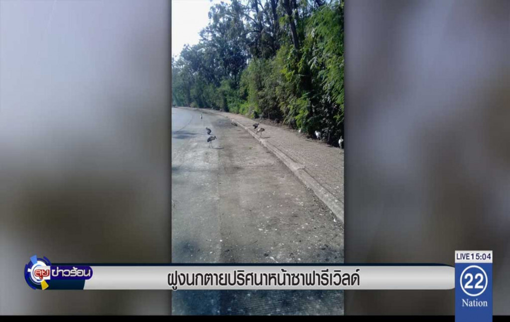 ฝูงนกตายปริศนา หน้าซาฟารีเวิลด์ ฝูงนกตายปริศนา หน้าซาฟารีเวิลด์