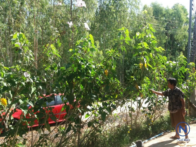 พบแมลงประหลาดปีกใส่เหลืองอร่ามคล้ายแมงเต่าทอง