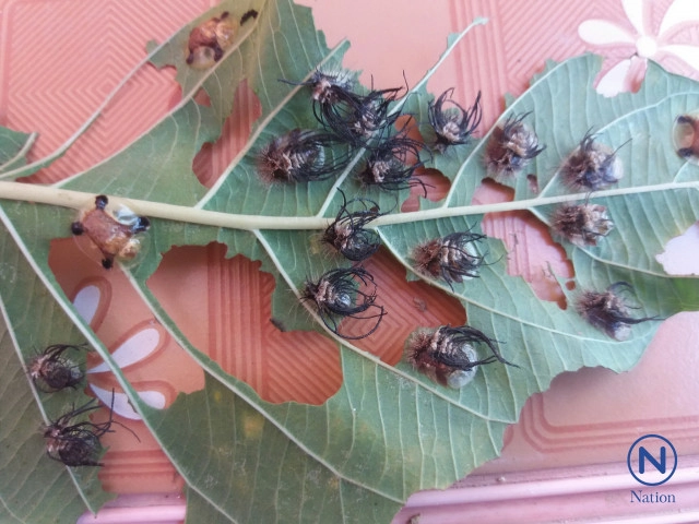 พบแมลงประหลาดปีกใส่เหลืองอร่ามคล้ายแมงเต่าทอง