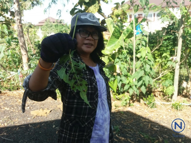 พบแมลงประหลาดปีกใส่เหลืองอร่ามคล้ายแมงเต่าทอง