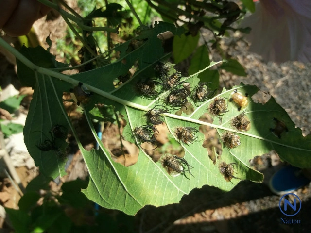 พบแมลงประหลาดปีกใส่เหลืองอร่ามคล้ายแมงเต่าทอง