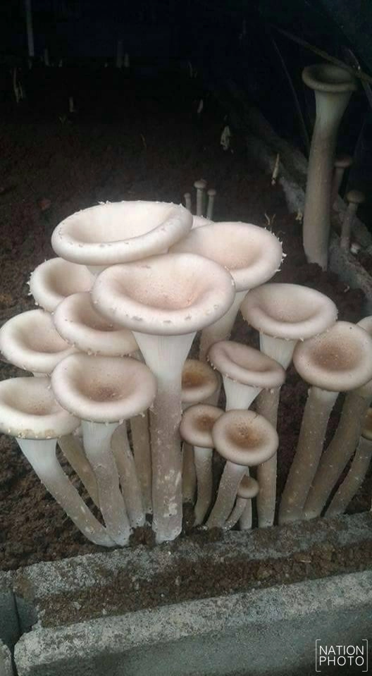 ชาวฝางเพาะ "เห็ดซางยักษ์" สำเร็จ! กินได้ตลอดปี