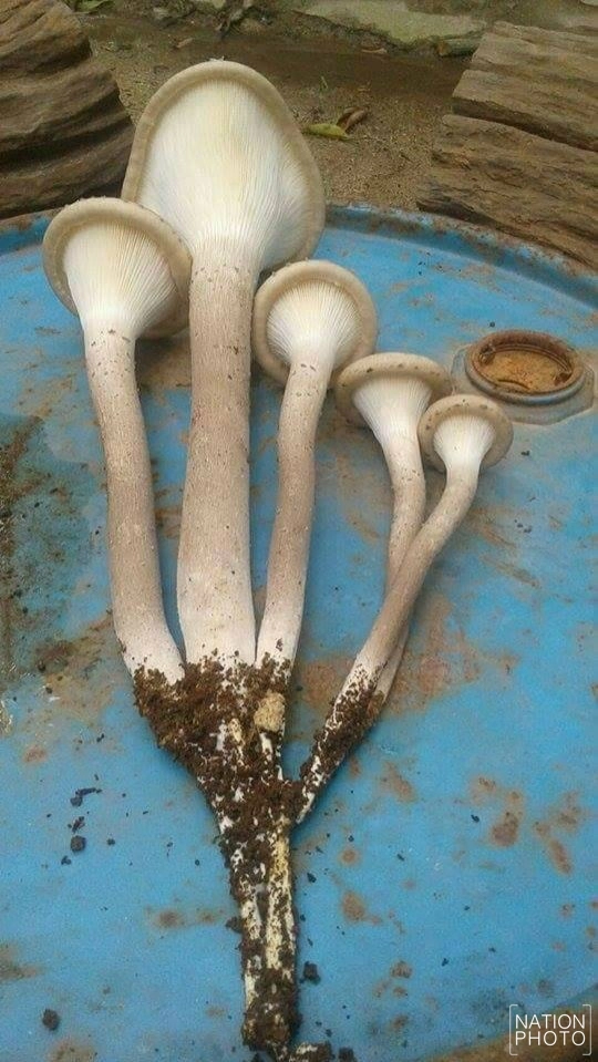 ชาวฝางเพาะ "เห็ดซางยักษ์" สำเร็จ! กินได้ตลอดปี