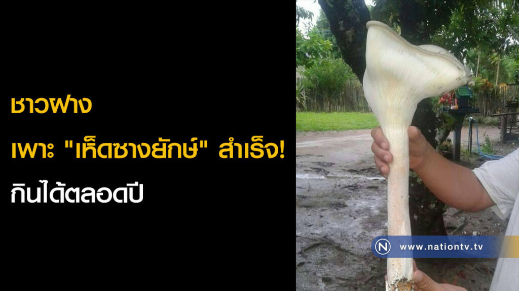 ชาวฝางเพาะ "เห็ดซางยักษ์" สำเร็จ! กินได้ตลอดปี ชาวฝางเพาะ "เห็ดซางยักษ์" สำเร็จ! กินได้ตลอดปี