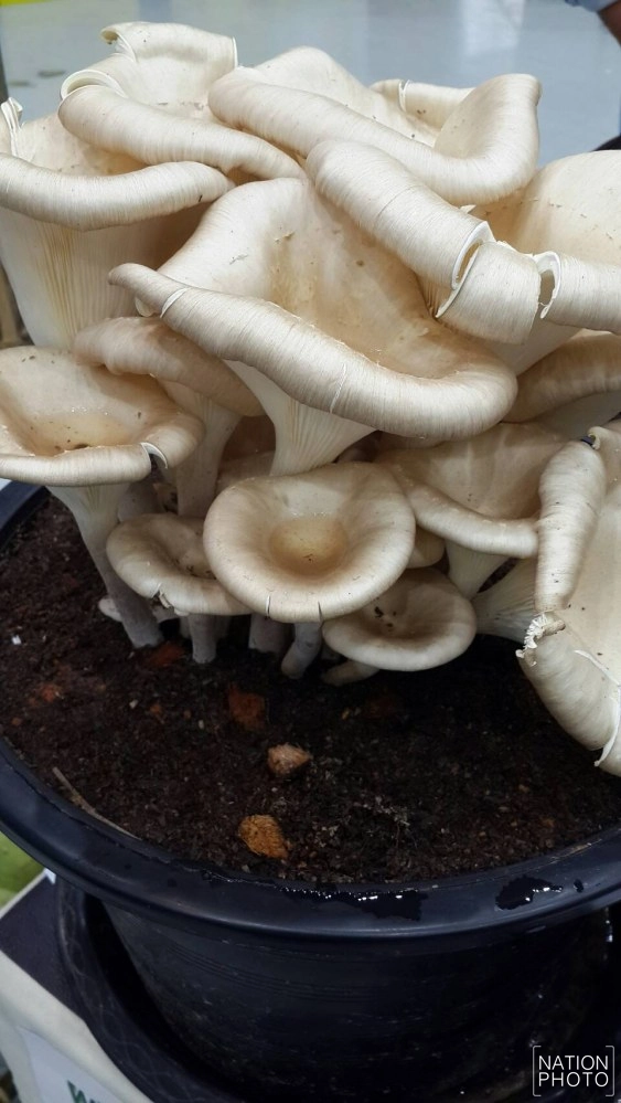 ชาวฝางเพาะ "เห็ดซางยักษ์" สำเร็จ! กินได้ตลอดปี