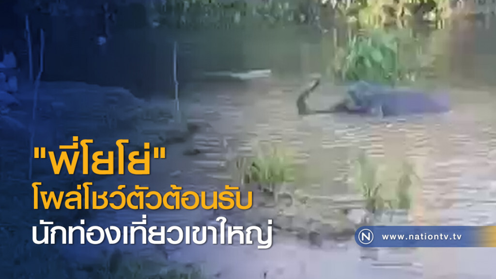 "พี่โยโย่" โผล่โชว์ตัวต้อนรับนักท่องเที่ยวเขาใหญ่ "พี่โยโย่" โผล่โชว์ตัวต้อนรับนักท่องเที่ยวเขาใหญ่