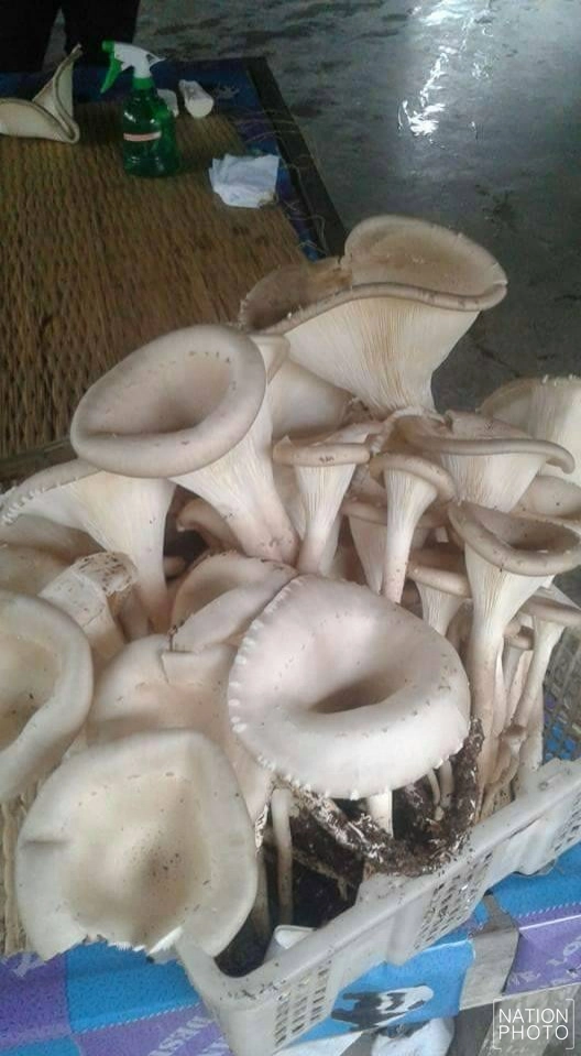 ชาวฝางเพาะ "เห็ดซางยักษ์" สำเร็จ! กินได้ตลอดปี