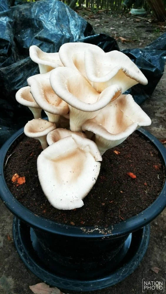 ชาวฝางเพาะ "เห็ดซางยักษ์" สำเร็จ! กินได้ตลอดปี