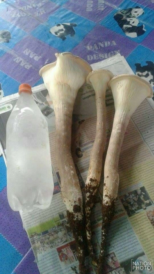 ชาวฝางเพาะ "เห็ดซางยักษ์" สำเร็จ! กินได้ตลอดปี