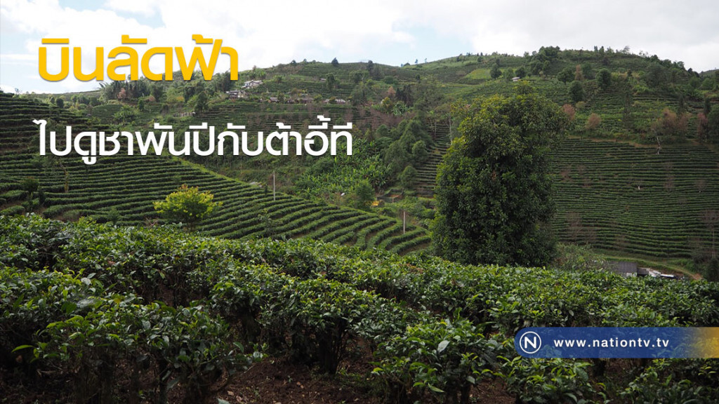 บินลัดฟ้าไปดูชาพันปีกับต้าอี้ที บินลัดฟ้าไปดูชาพันปีกับต้าอี้ที
