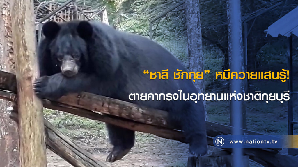 "ชาลี ชักกุย" หมีควายแสนรู้! ตายคากรงในอุทยานแห่งชาติกุยบุรี