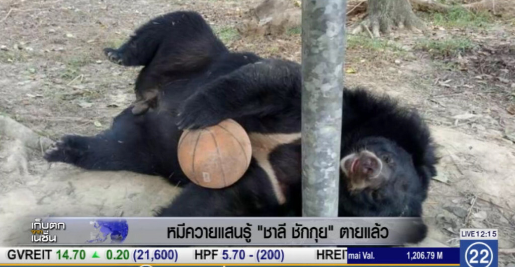 หมีแสนรู้ "ชาลี ชักกุย" ช๊อกตายคากรง หมีแสนรู้ "ชาลี ชักกุย" ช๊อกตายคากรง