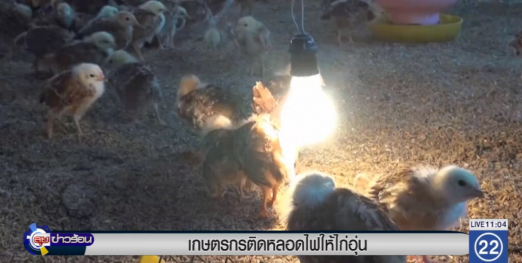 เกษตรกรติดหลอดไฟให้ไก่อุ่น
