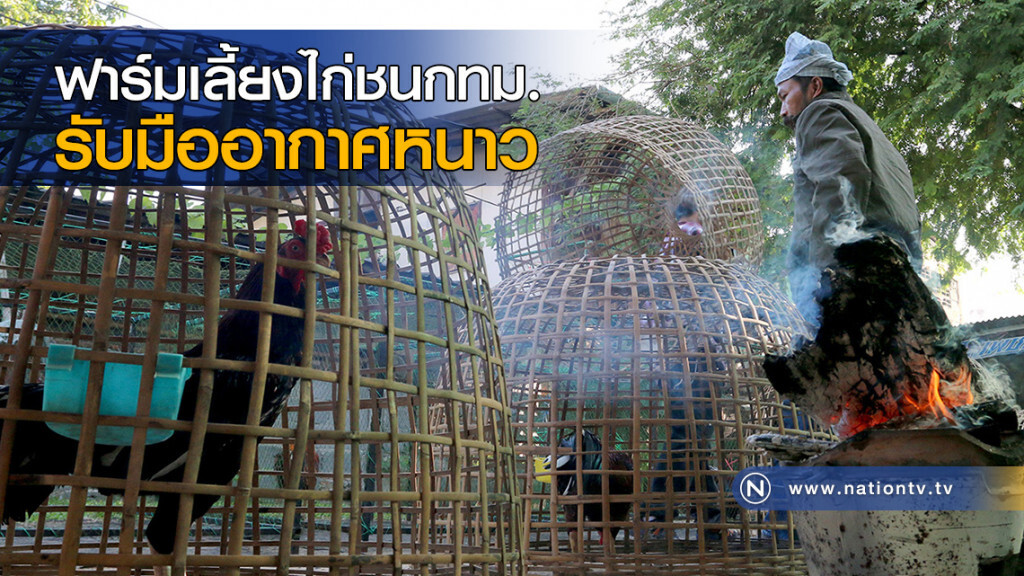ฟาร์มเลี้ยงไก่ชนกทม. รับมืออากาศหนาว ฟาร์มเลี้ยงไก่ชนกทม. รับมืออากาศหนาว
